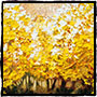 Yellow Woods. Olej na plátně. 40 x 40 cm.
